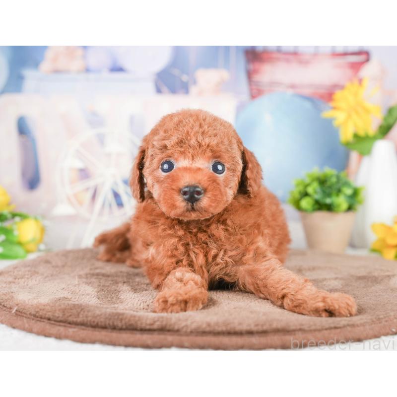 販売中の千葉県のタイニープードル-449754の5枚目