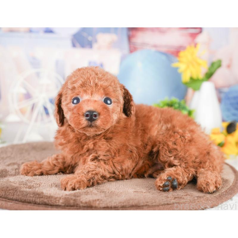 販売中の千葉県のタイニープードル-449754の4枚目