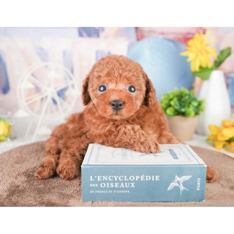 販売中の千葉県のタイニープードル-449754の3枚目