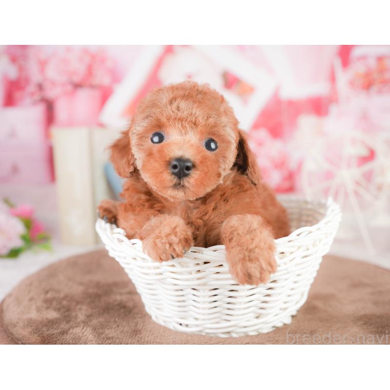販売中の千葉県のタイニープードル-449752
