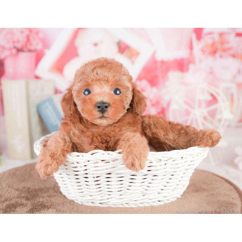 販売中の千葉県のタイニープードル-449752の11枚目