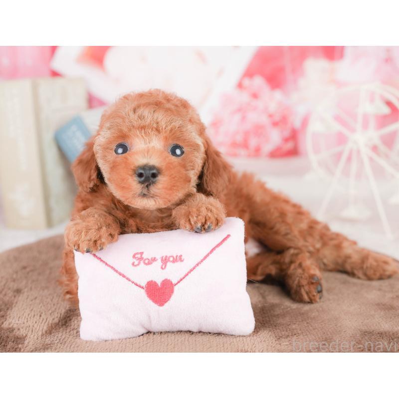 販売中の千葉県のタイニープードル-449752の10枚目