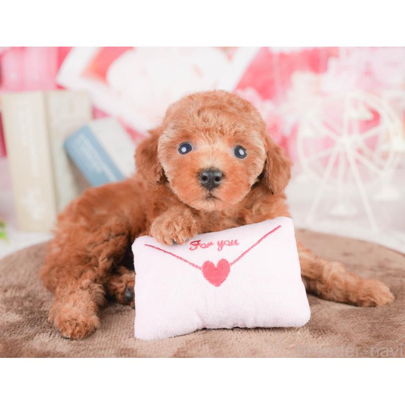 販売中の千葉県のタイニープードル-449752の9枚目