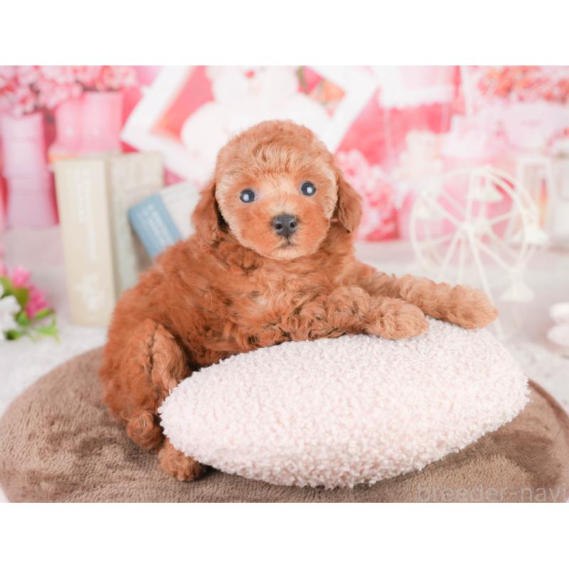 販売中の千葉県のタイニープードル-449752の8枚目