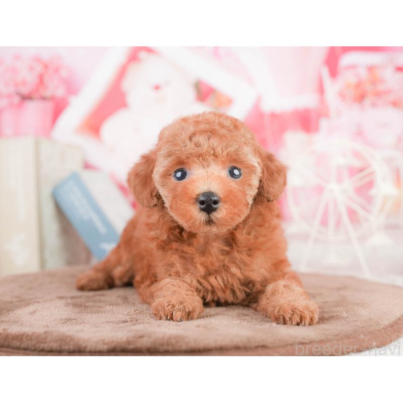 販売中の千葉県のタイニープードル-449752の7枚目