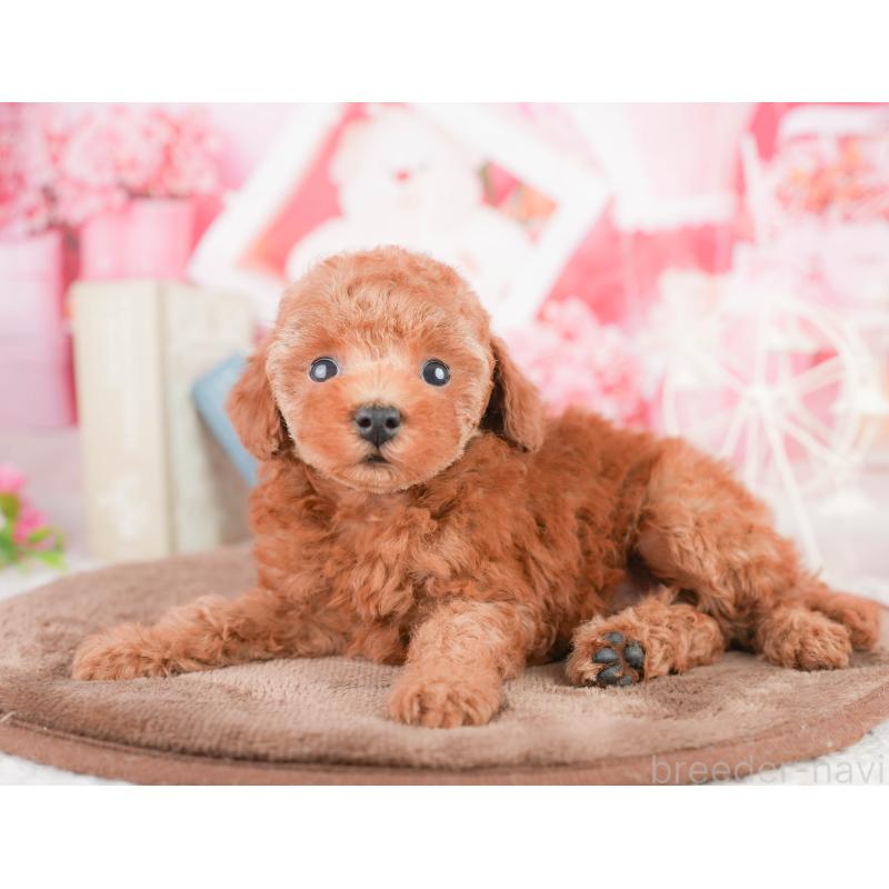 販売中の千葉県のタイニープードル-449752の6枚目