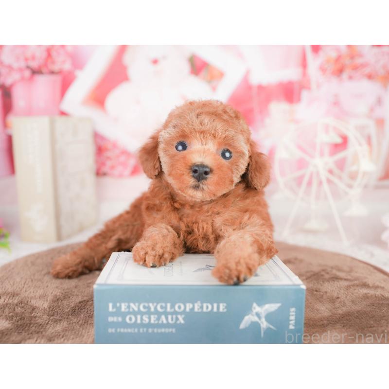 販売中の千葉県のタイニープードル-449752の5枚目