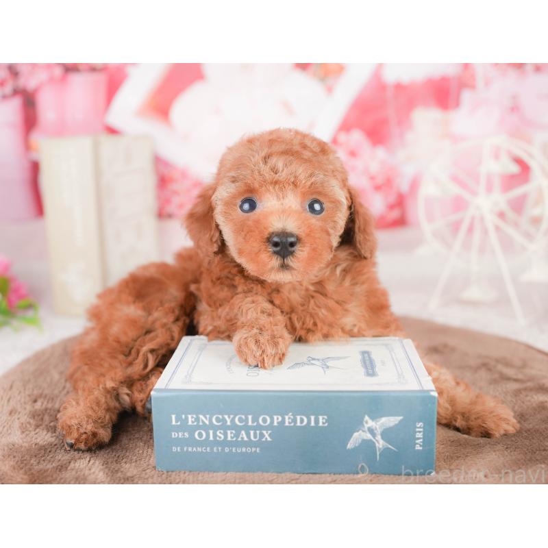 販売中の千葉県のタイニープードル-449752の4枚目