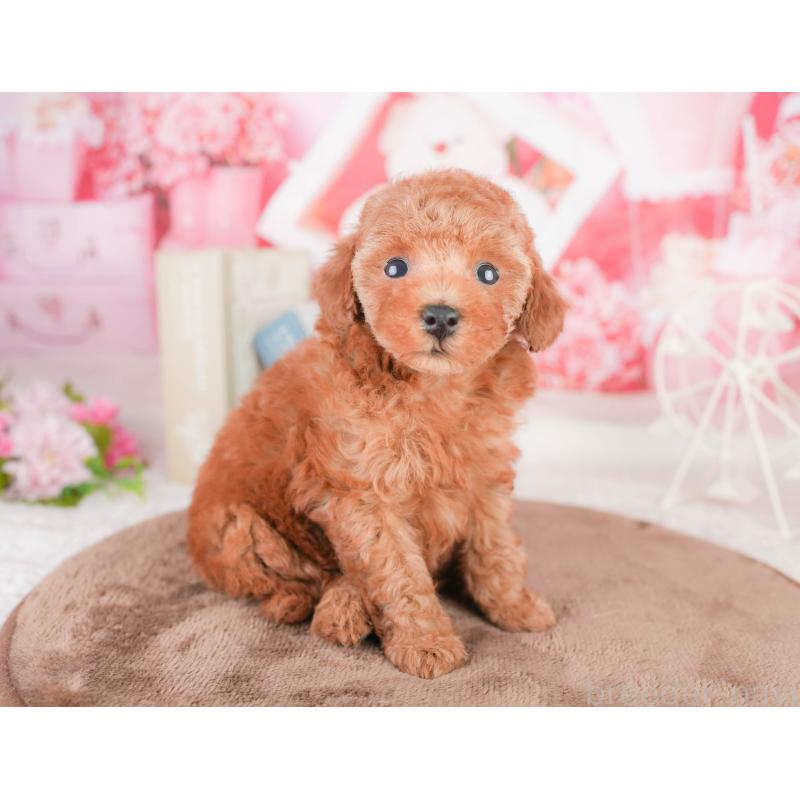 販売中の千葉県のタイニープードル-449752の3枚目