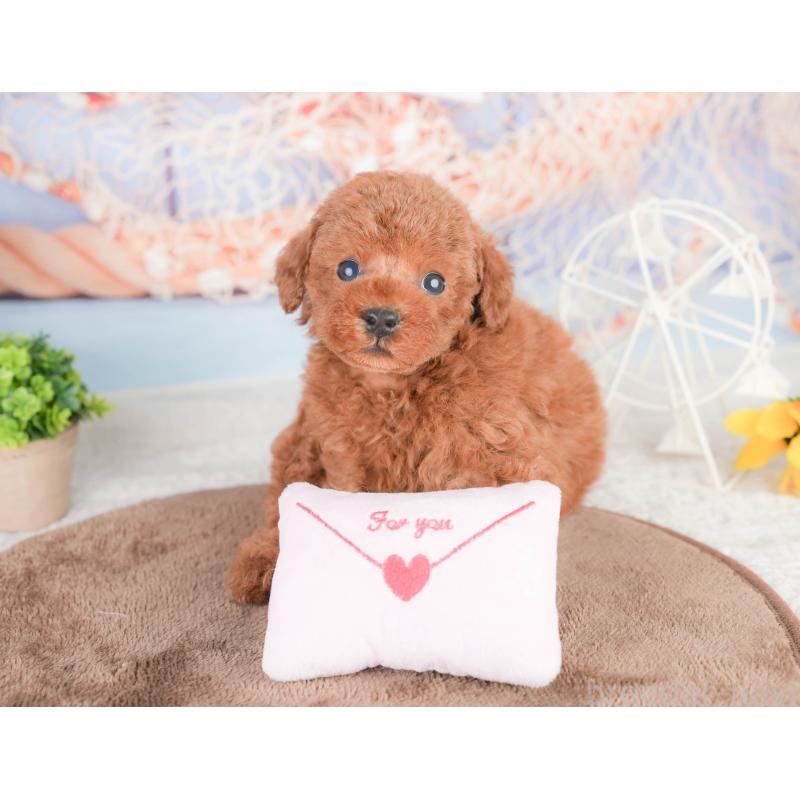 販売中の千葉県のタイニープードル-449750の9枚目