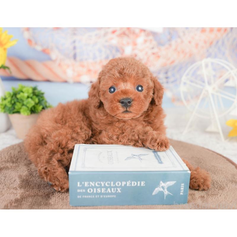 販売中の千葉県のタイニープードル-449750の8枚目