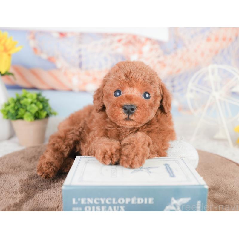 販売中の千葉県のタイニープードル-449750の7枚目