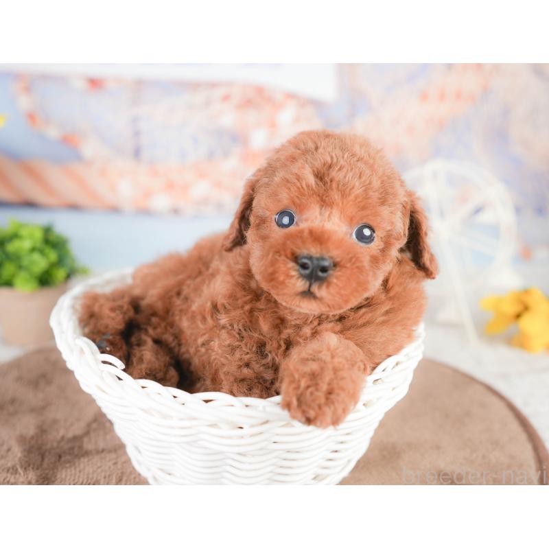 販売中の千葉県のタイニープードル-449750の6枚目