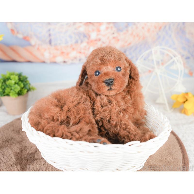 販売中の千葉県のタイニープードル-449750の5枚目