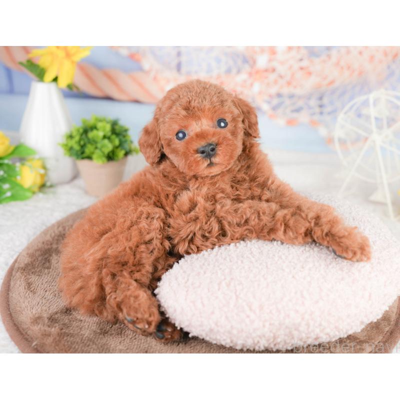 販売中の千葉県のタイニープードル-449750の4枚目