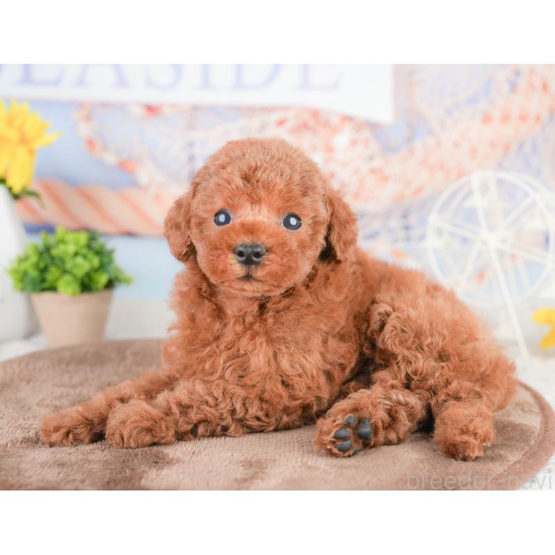 販売中の千葉県のタイニープードル-449750の3枚目