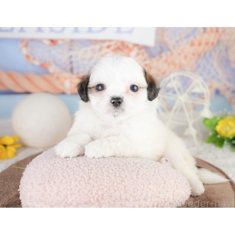 販売中の千葉県のチワズー:チワワ×シーズー-449749の7枚目