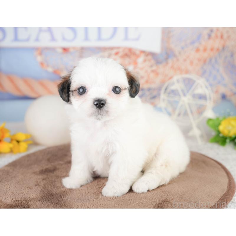 販売中の千葉県のチワズー:チワワ×シーズー-449749の5枚目