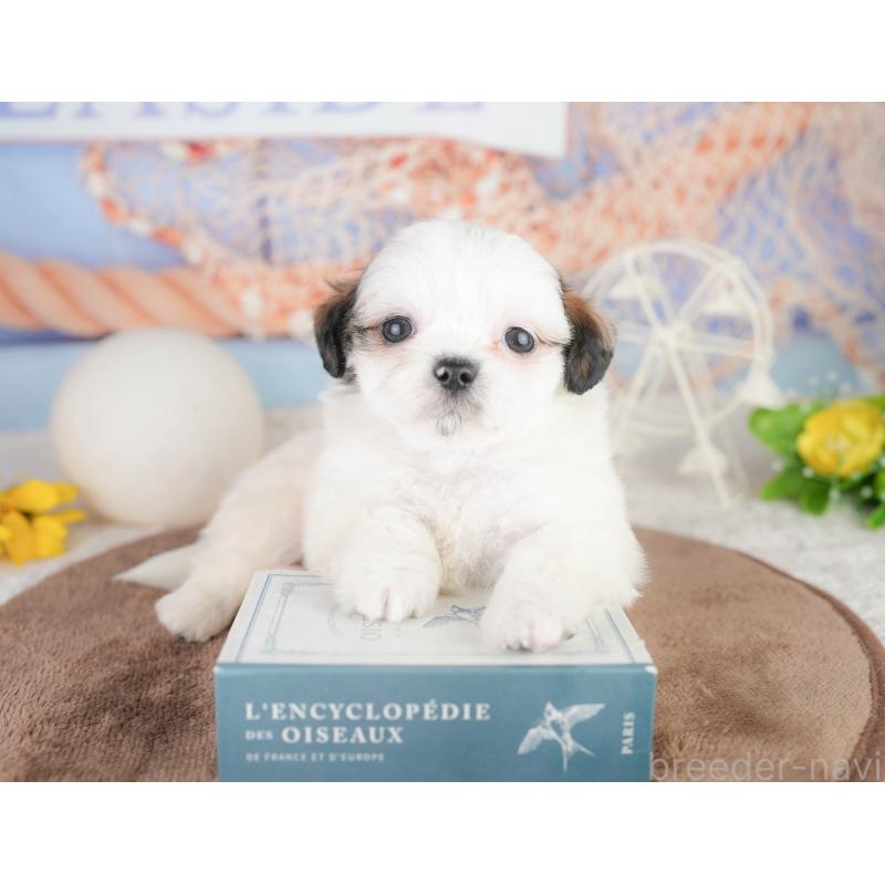 販売中の千葉県のチワズー:チワワ×シーズー-449749の4枚目