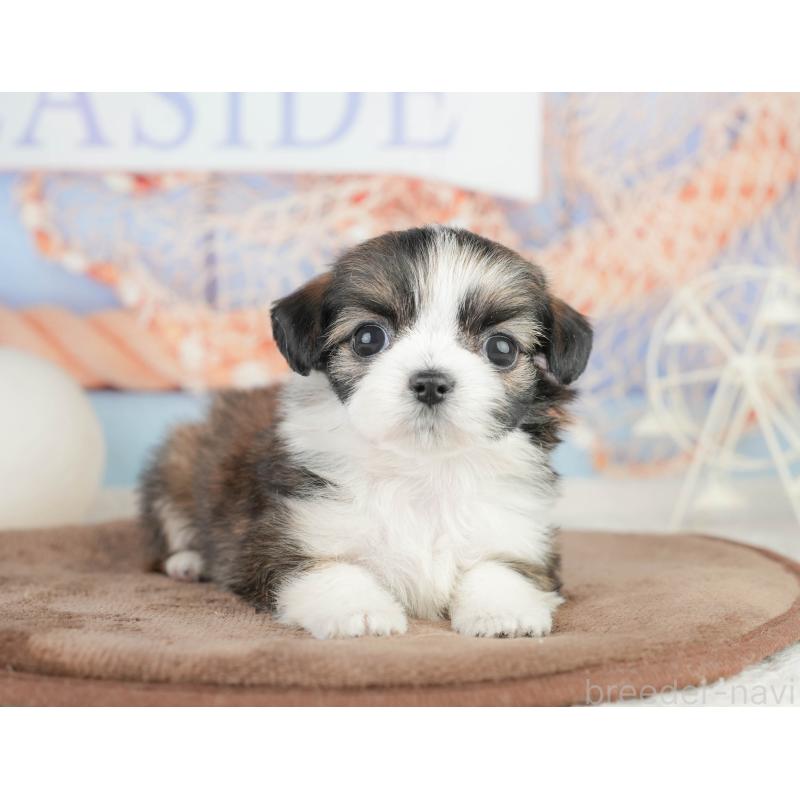 販売中の千葉県のチワズー:チワワ×シーズー-449747