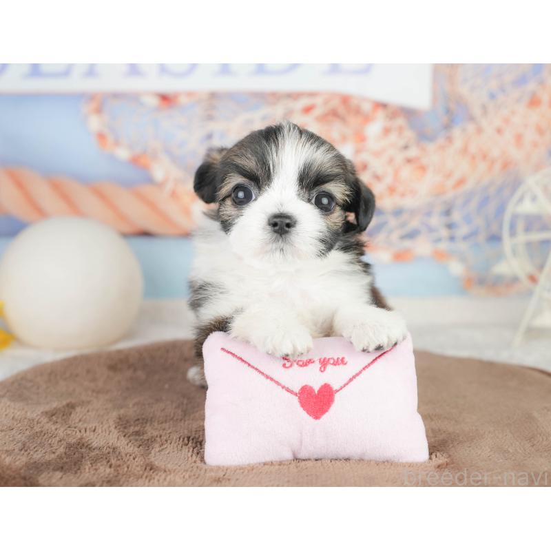 販売中の千葉県のチワズー:チワワ×シーズー-449747の10枚目