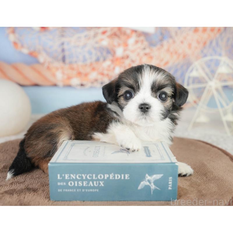 販売中の千葉県のチワズー:チワワ×シーズー-449747の9枚目