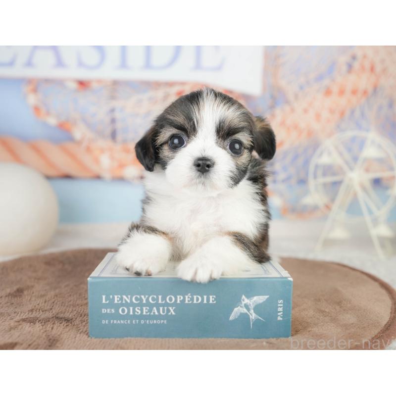 販売中の千葉県のチワズー:チワワ×シーズー-449747の8枚目