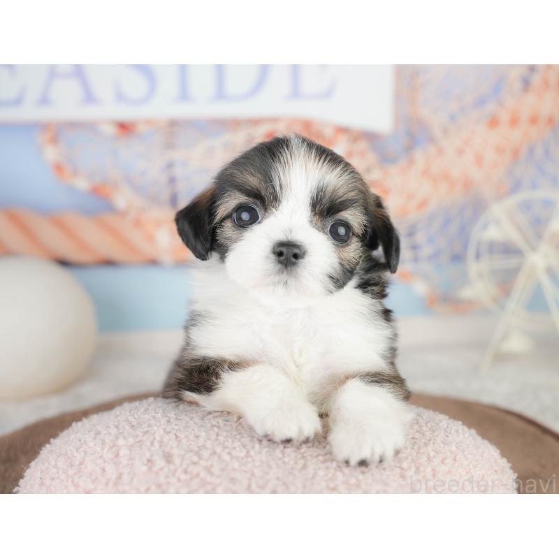 販売中の千葉県のチワズー:チワワ×シーズー-449747の6枚目