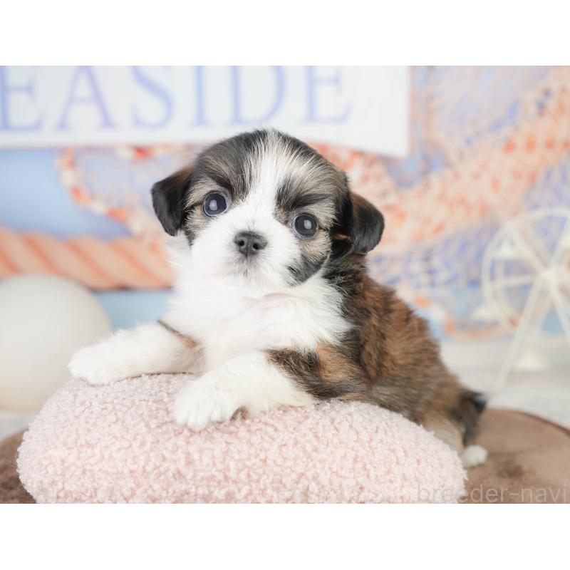 販売中の千葉県のチワズー:チワワ×シーズー-449747の5枚目