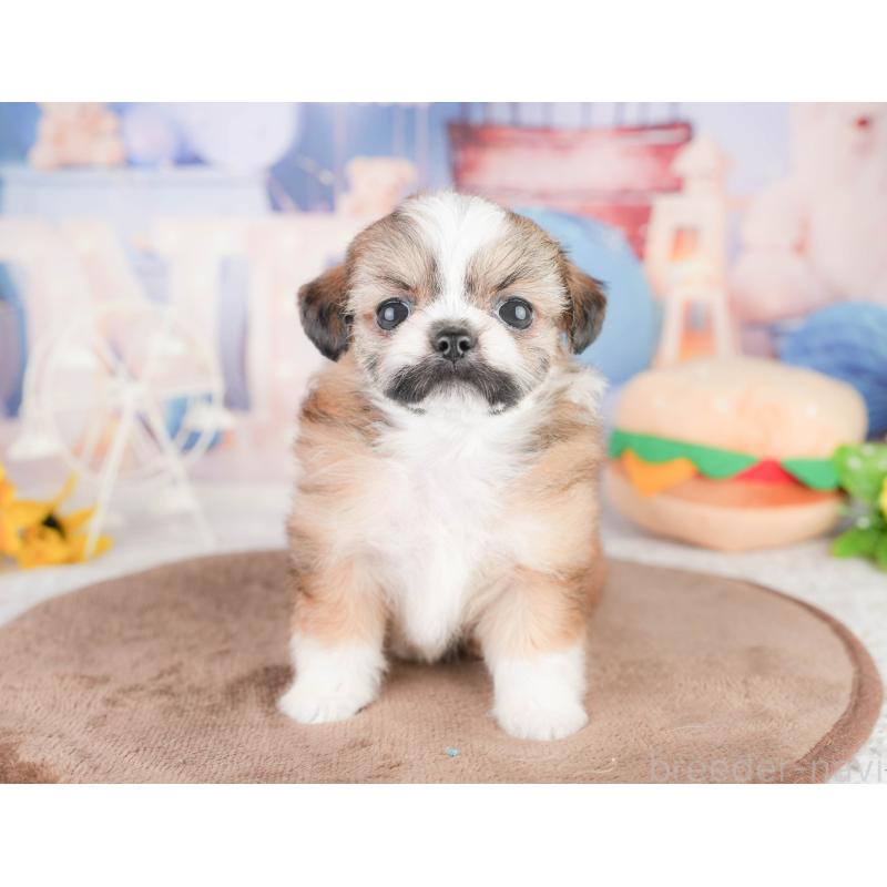 販売中の千葉県のチワズー:チワワ×シーズー-449746