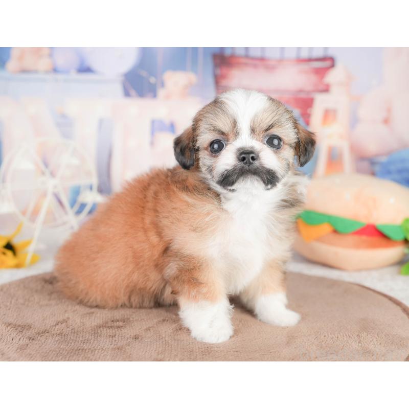 販売中の千葉県のチワズー:チワワ×シーズー-449746の11枚目