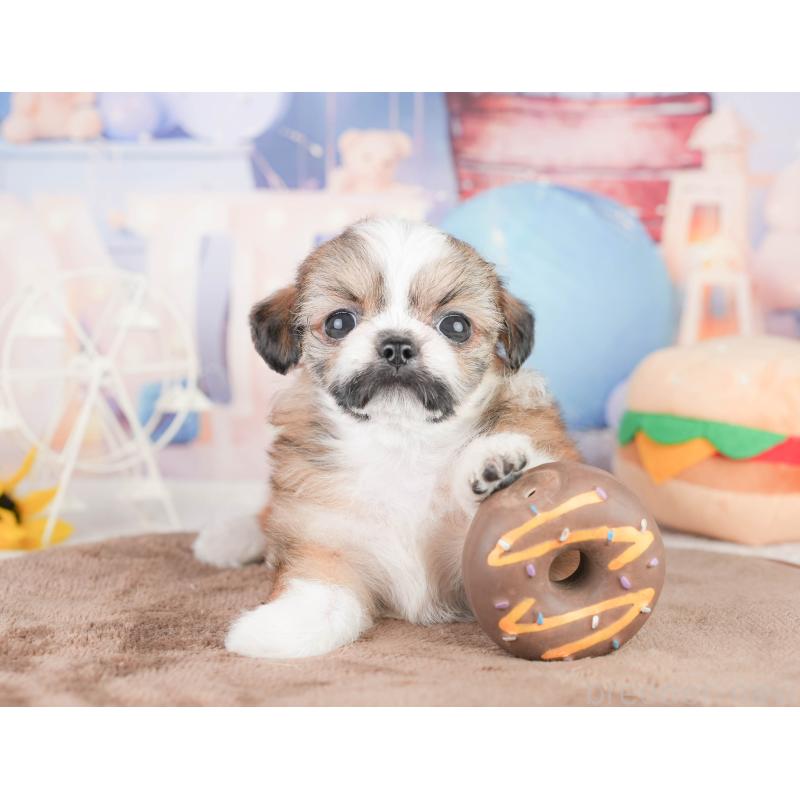 販売中の千葉県のチワズー:チワワ×シーズー-449746の10枚目