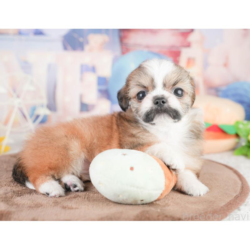 販売中の千葉県のチワズー:チワワ×シーズー-449746の9枚目