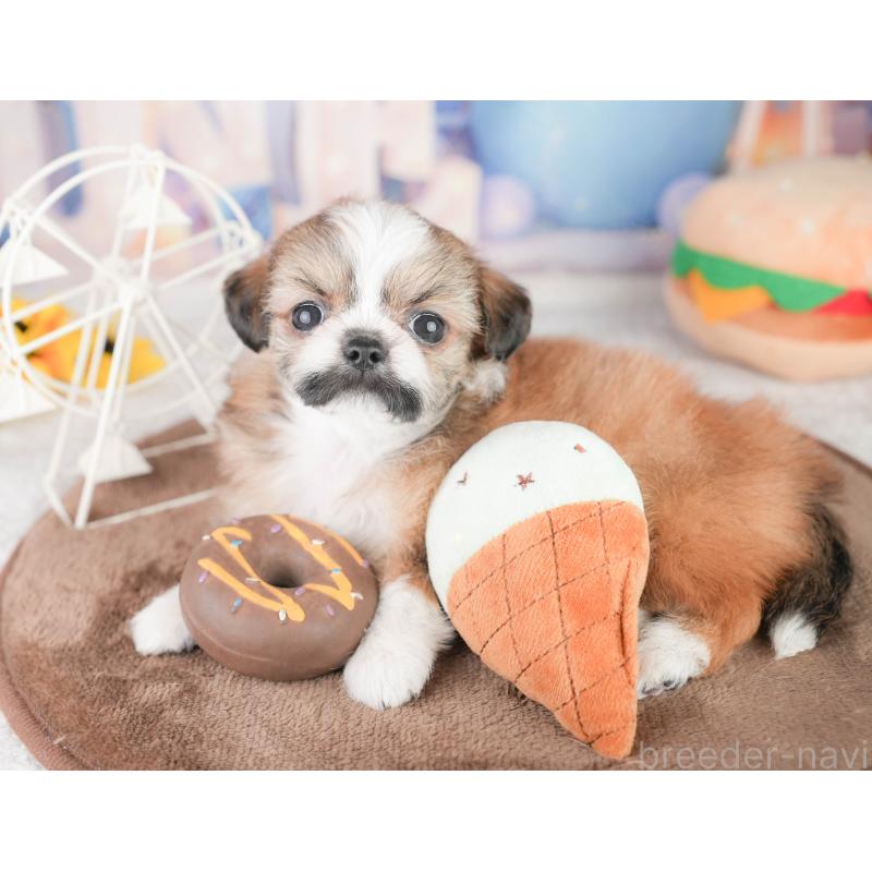 販売中の千葉県のチワズー:チワワ×シーズー-449746の8枚目