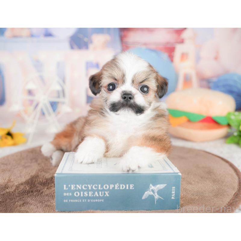 販売中の千葉県のチワズー:チワワ×シーズー-449746の7枚目