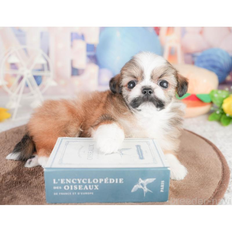 販売中の千葉県のチワズー:チワワ×シーズー-449746の6枚目