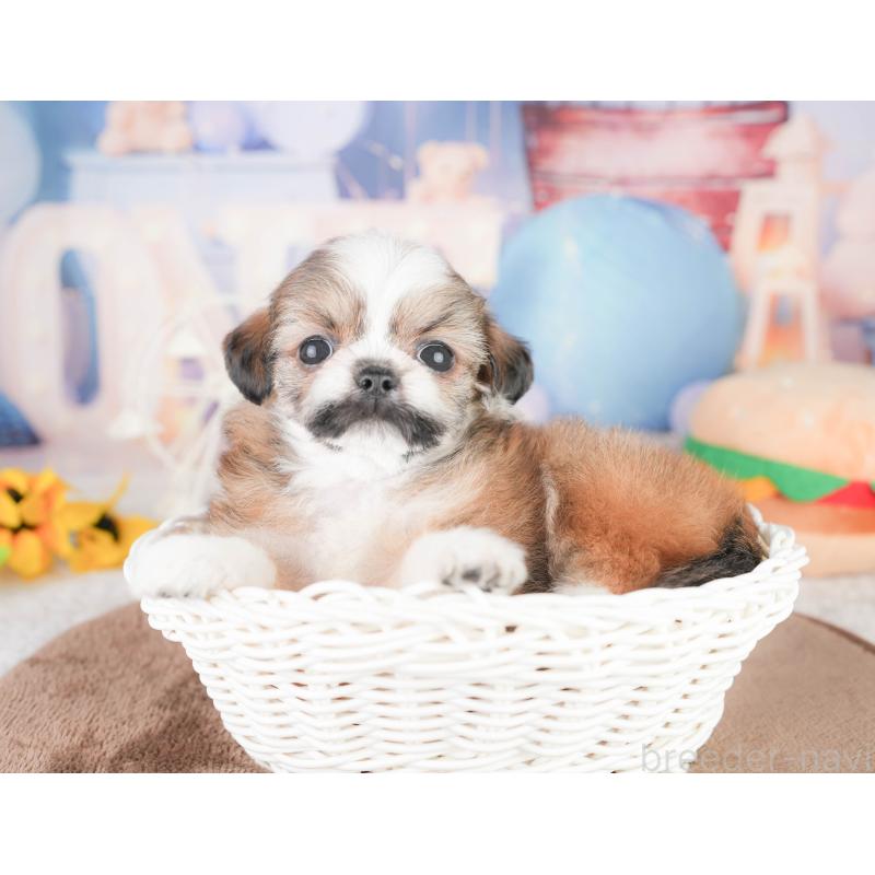 販売中の千葉県のチワズー:チワワ×シーズー-449746の5枚目