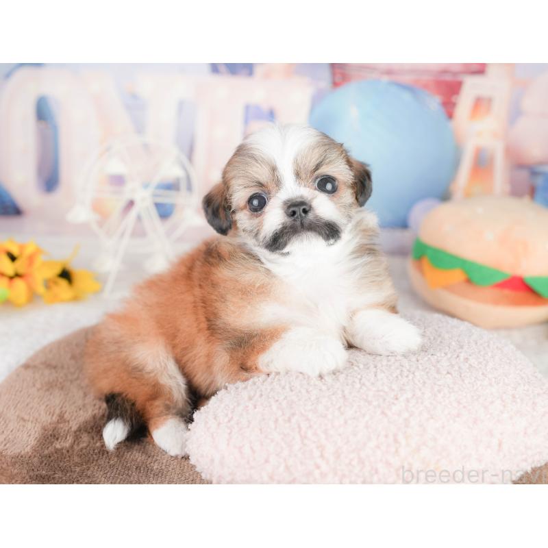 販売中の千葉県のチワズー:チワワ×シーズー-449746の3枚目