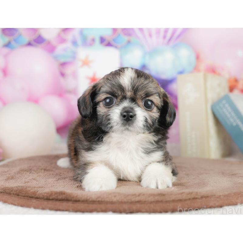 販売中の千葉県のチワズー:チワワ×シーズー-449743の11枚目