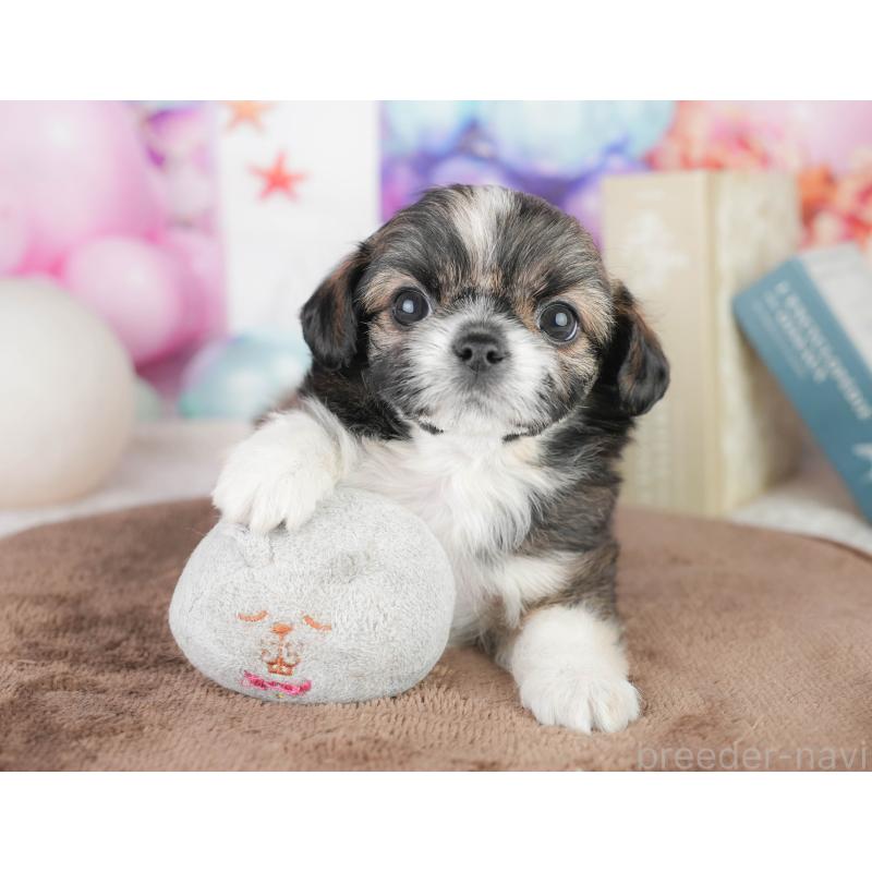 販売中の千葉県のチワズー:チワワ×シーズー-449743の10枚目