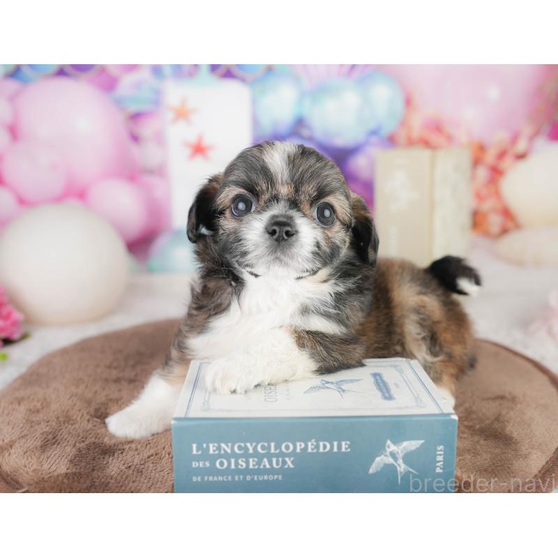 販売中の千葉県のチワズー:チワワ×シーズー-449743の8枚目