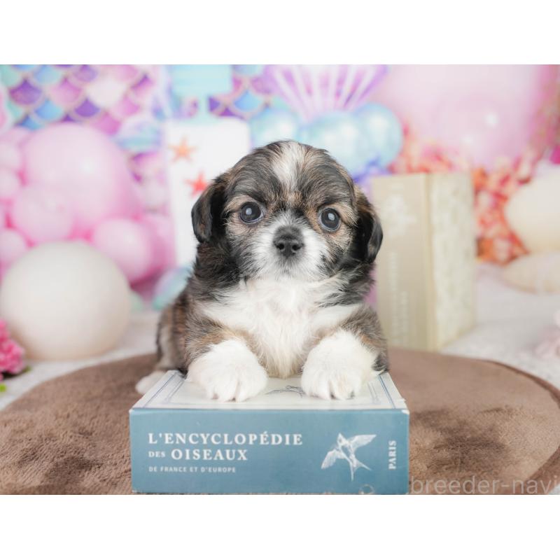 販売中の千葉県のチワズー:チワワ×シーズー-449743の7枚目