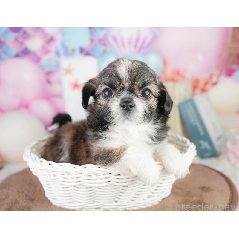 販売中の千葉県のチワズー:チワワ×シーズー-449743の6枚目