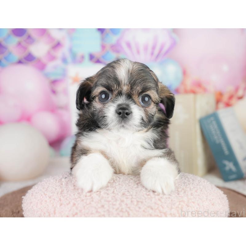 販売中の千葉県のチワズー:チワワ×シーズー-449743の5枚目