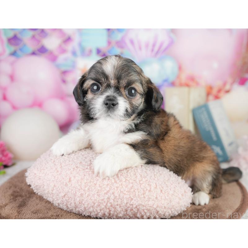 販売中の千葉県のチワズー:チワワ×シーズー-449743の4枚目