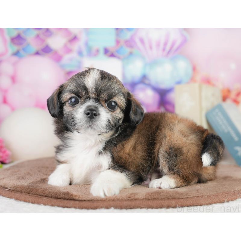 販売中の千葉県のチワズー:チワワ×シーズー-449743の3枚目