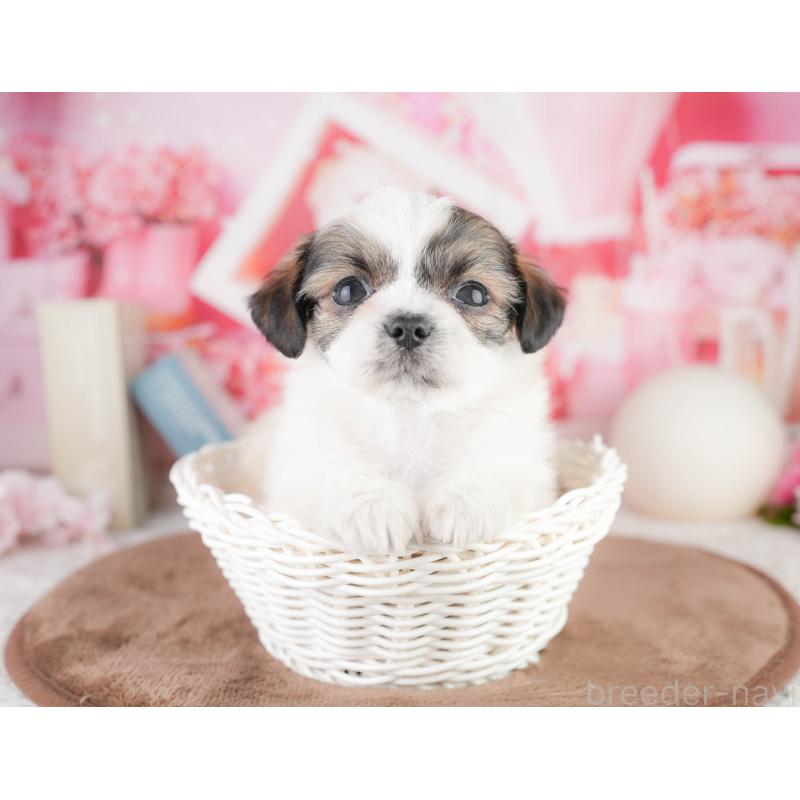 販売中の千葉県のチワズー:チワワ×シーズー-449628の10枚目