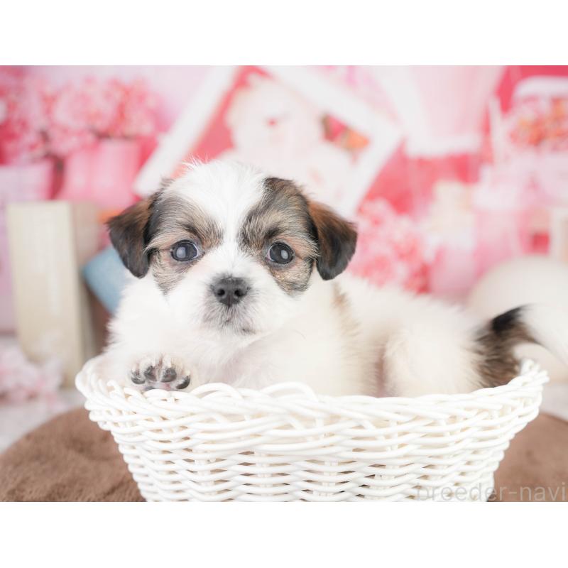 販売中の千葉県のチワズー:チワワ×シーズー-449628の9枚目