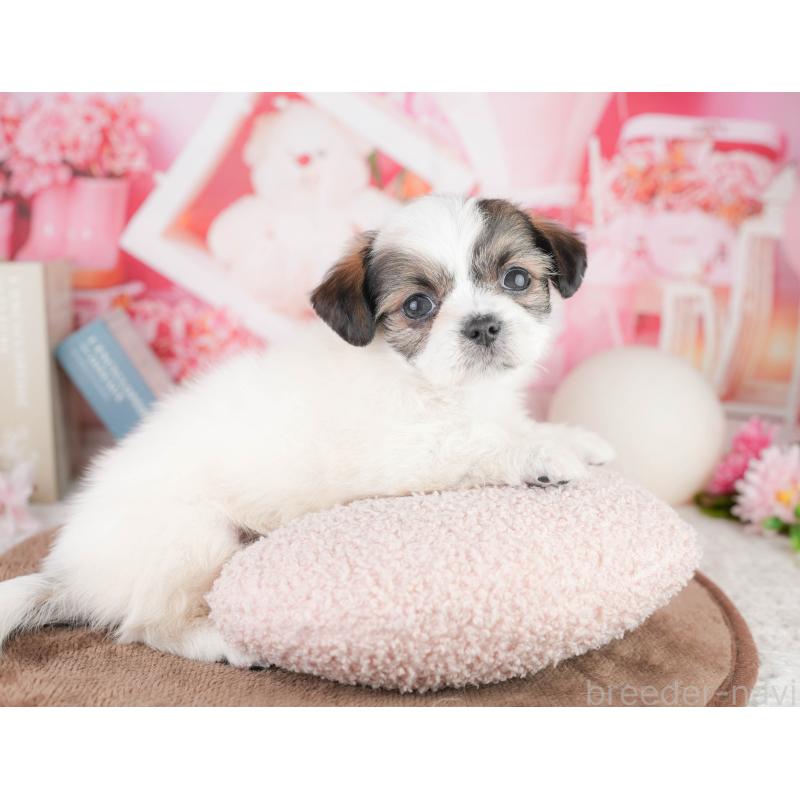 販売中の千葉県のチワズー:チワワ×シーズー-449628の8枚目