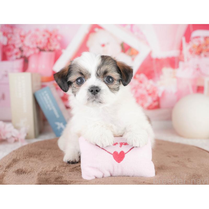 販売中の千葉県のチワズー:チワワ×シーズー-449628の6枚目